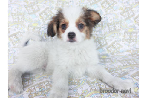 成約済の千葉県のパピヨン-157857の5枚目