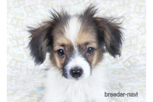 成約済の千葉県のパピヨン-157861の1枚目