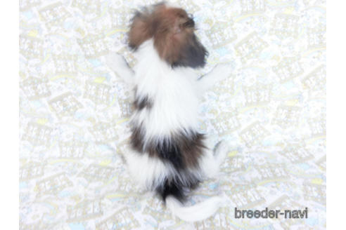 成約済の千葉県のパピヨン-157861の4枚目