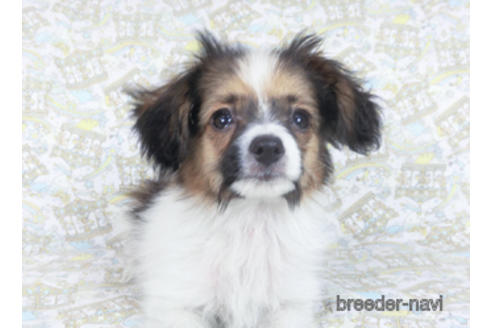 成約済の千葉県のパピヨン-157861の3枚目