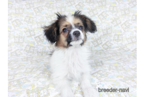 成約済の千葉県のパピヨン-157861の2枚目