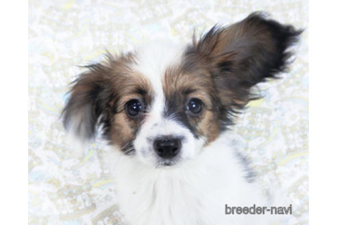 成約済の千葉県のパピヨン-157866の1枚目