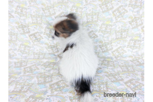 成約済の千葉県のパピヨン-157866の4枚目