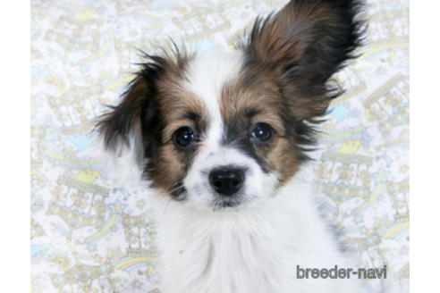 成約済の千葉県のパピヨン-157866の3枚目