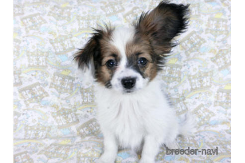 成約済の千葉県のパピヨン-157866の2枚目