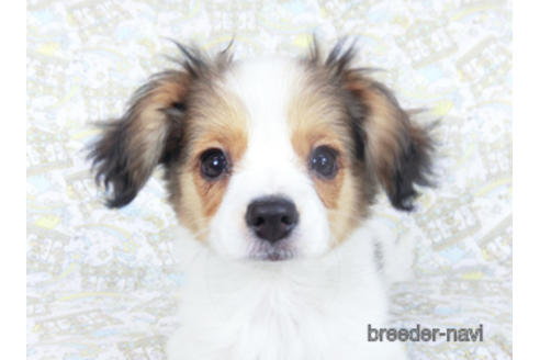 成約済の千葉県のパピヨン-157873