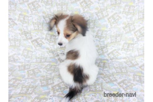 成約済の千葉県のパピヨン-157873の4枚目