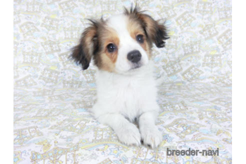 成約済の千葉県のパピヨン-157873の3枚目