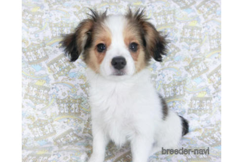 成約済の千葉県のパピヨン-157873の2枚目