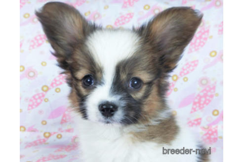 成約済の千葉県のパピヨン-161239の1枚目