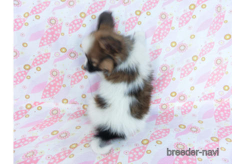 成約済の千葉県のパピヨン-161239の4枚目