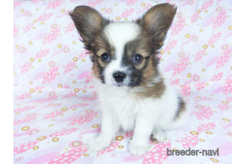 成約済の千葉県のパピヨン-161239の3枚目