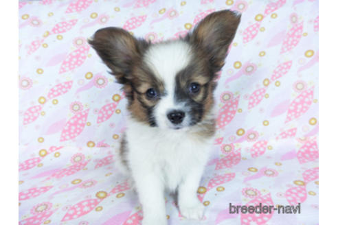 成約済の千葉県のパピヨン-161239の2枚目