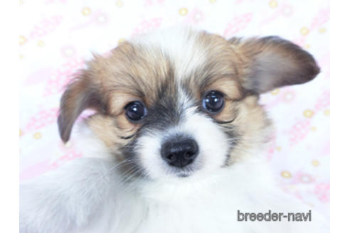 成約済の千葉県のパピヨン-161241