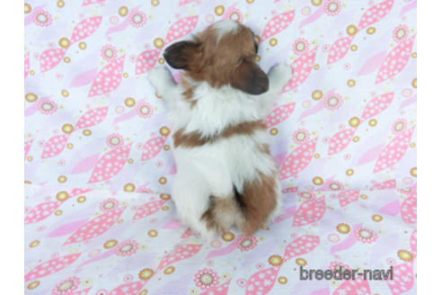 成約済の千葉県のパピヨン-161241の4枚目