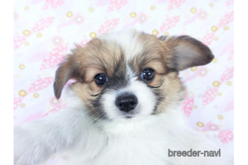 成約済の千葉県のパピヨン-161241の3枚目