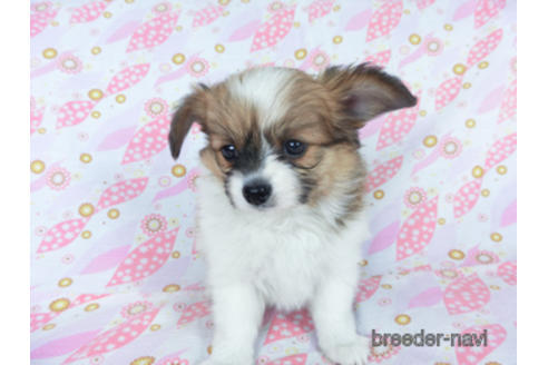 成約済の千葉県のパピヨン-161241の2枚目