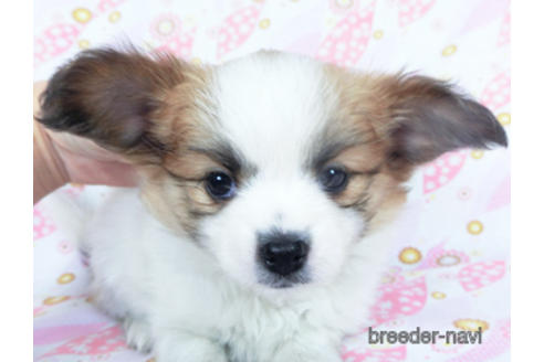 成約済の千葉県のパピヨン-161242の20枚目