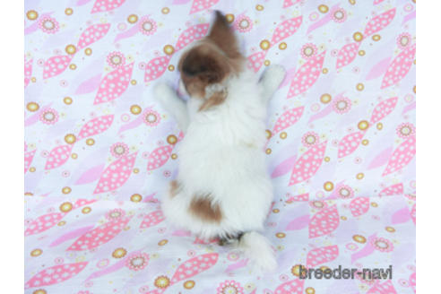 成約済の千葉県のパピヨン-161242の19枚目