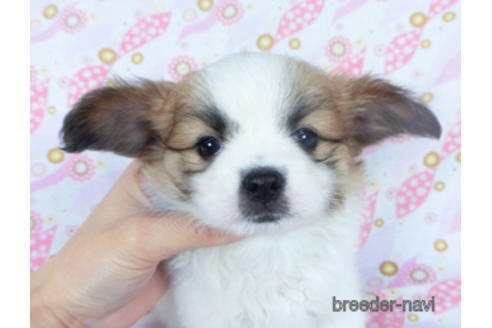 成約済の千葉県のパピヨン-161242の18枚目