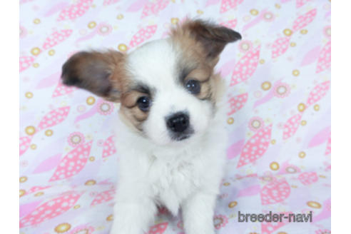 成約済の千葉県のパピヨン-161242の17枚目