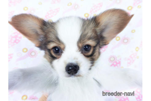 成約済の千葉県のパピヨン-161243の8枚目