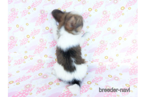 成約済の千葉県のパピヨン-161243の7枚目