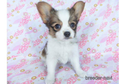 成約済の千葉県のパピヨン-161243の6枚目