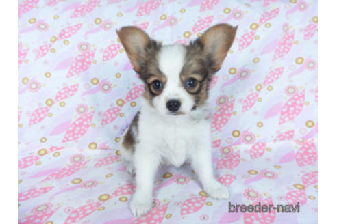 成約済の千葉県のパピヨン-161243の5枚目