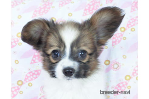 成約済の千葉県のパピヨン-161244の8枚目