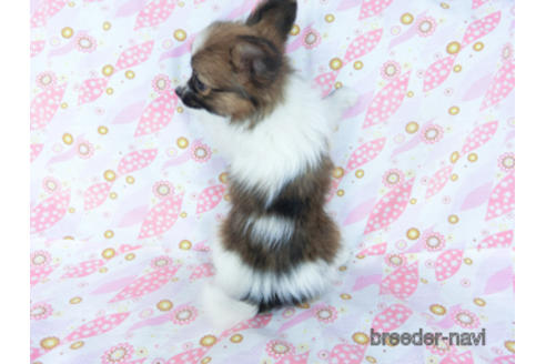 成約済の千葉県のパピヨン-161244の7枚目