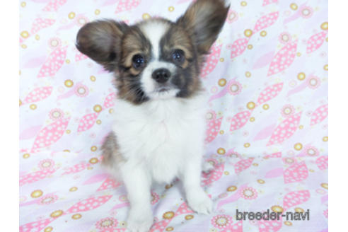 成約済の千葉県のパピヨン-161244の6枚目