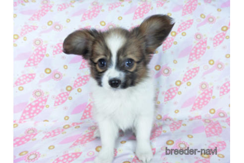 成約済の千葉県のパピヨン-161244の5枚目