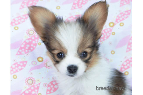 成約済の千葉県のパピヨン-161246の1枚目