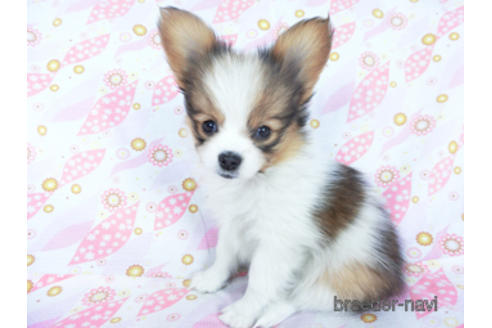 成約済の千葉県のパピヨン-161246の3枚目