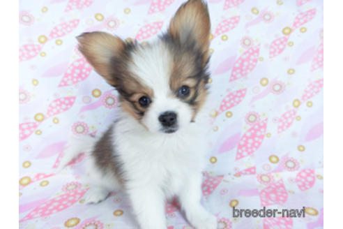 成約済の千葉県のパピヨン-161246の2枚目