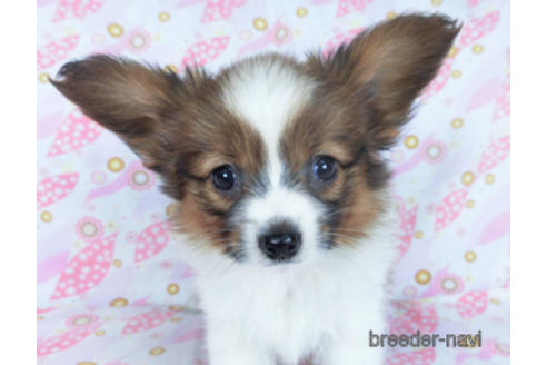 成約済の千葉県のパピヨン-161247の8枚目