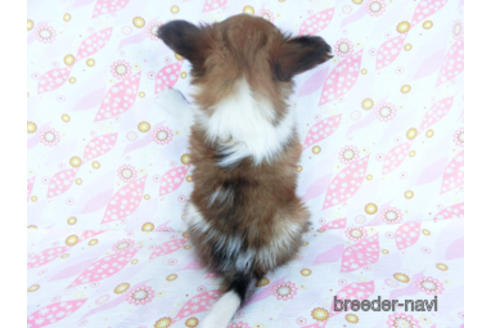 成約済の千葉県のパピヨン-161247の7枚目