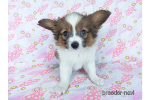 成約済の千葉県のパピヨン-161247の6枚目