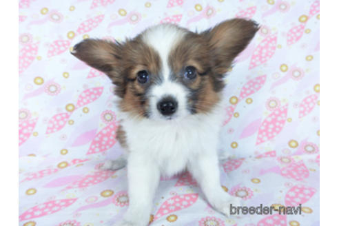 成約済の千葉県のパピヨン-161247の5枚目