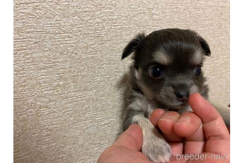 成約済の神奈川県のチワワ(ロングコート)-160033の29枚目