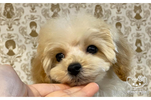 成約済の愛知県のタイニープードル-162626の3枚目