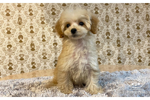 成約済の愛知県のタイニープードル-162626の2枚目