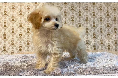 成約済の愛知県のタイニープードル-162626の5枚目