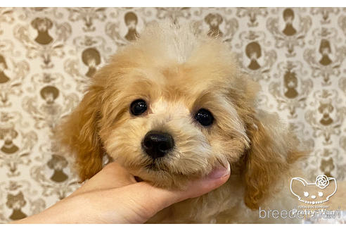 成約済の愛知県のタイニープードル-162627