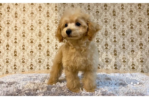 成約済の愛知県のタイニープードル-162627の6枚目