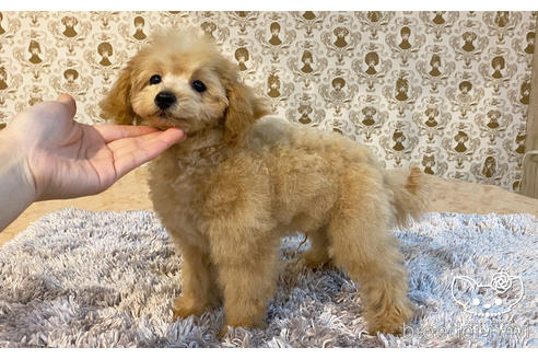 成約済の愛知県のタイニープードル-162627の5枚目