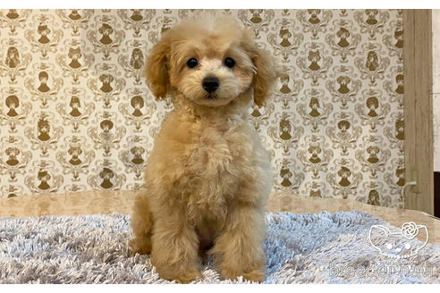 成約済の愛知県のタイニープードル-162627の4枚目