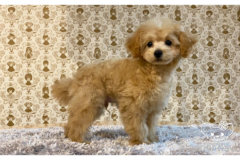 成約済の愛知県のタイニープードル-162627の2枚目