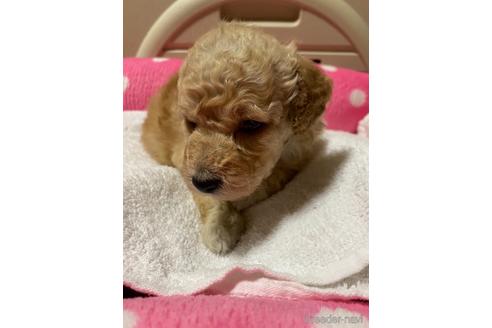 成約済の福島県のトイプードル-162634の1枚目